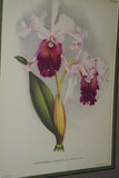 Lindenia Limited Edition Print: Cattleya Gaskelliana Lindl Var Amabilis L. Lind (White with Yellow Center) Orchid Collector Art  (B5)