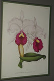Lindenia Limited Edition Print: Cattleya Trianae Lind & Rchb Var Brandneriana (White with Magenta and Yellow Center) Orchid Collector Art (B5)