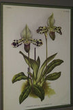 Lindenia Limited Edition Print: Paphiopedilum Cypripedium Insigne Wall Var Nobilius L Lind, Lady Slipper (White, Yellow and Sienna) Orchid Collector Art (B5)