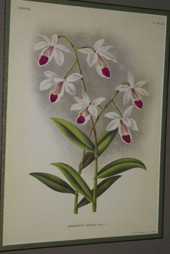 Lindenia Limited Edition Print: Epidendrum Elegans Rchb (White with Magenta Tip) Orchid Collector Art (B5)