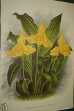 Lindenia Limited Edition Print: Lycaste x Luciani Van Imsch. Et Cogn. Var Superba (Magenta)  Orchid Collector Art (B5)