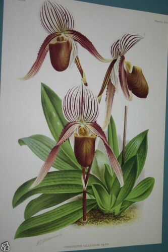 Lindenia Limited Edition Print: Paphiopedilum, Cypripedium Selligerum Majus, Lady Slipper (Maroon) Orchid Collector Art (B1)