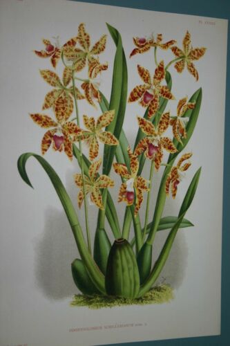 Lindenia Limited Edition Print: Odontoglossum Schillerianum (Yellow with Speckled Sienna) Orchid Collector Art (B1)