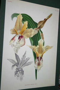 Lindenia Limited Edition Print: Stanhopea Insignis Frost (Yellow) Orchid Collector Art (B3)