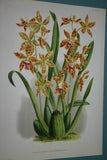 Lindenia Limited Edition Print: Odontoglossum Cuspidatum (Sienna and Yellow) Orchid Collector Art (B1)