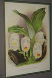 6 Lindenia Limited Edition Collectible Prints: Anguloa Orchids Wall Designer Art (B1, B2, B3)
