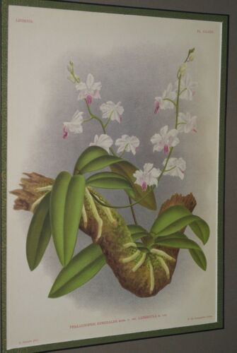 Lindenia Limited Edition Print: Phalaenopsis Esmeralda Rchb F Var Candidula (White) Orchid Art (B2)