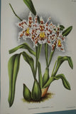 Lindenia Limited Edition Print: Odontoglossum Crispum Var Memoria Bulli (White, Red and Yellow) Orchid Collector Art (B5)