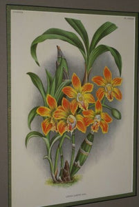 Lindenia Botanical Print, Limited Edition: Chysis Laevis, Orange and Yellow Orchid Collectible Decor (B5)