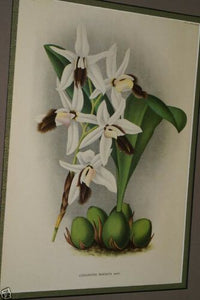 Lindenia Limited Edition Print: Coelogyne Barbata Orchid (White and Black) Collectible Art (B5)