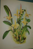 Lindenia Limited Edition Print: Aganisia Tricolor (White, Yellow and Orange) Orchid, Judging Award AOS (B1)