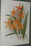 Lindenia Limited Edition Print: Cattleya x Mathiniae L Lind (White with Red and Yellow Center) Orchid Collector Art (B4)