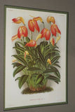 Lindenia Limited Edition Print: Masdevallia Shuttleworthi (Fushia and Yellow) Orchid Collectible Art (B2)