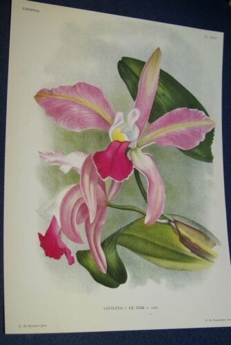 Lindenia Limited Edition Print: Cattleya x Le Czar L Lin (Pink) Orchid  AOS Collector Art (B4)