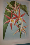 Lindenia Botanical Print, Limited Edition: Aganisia Lepida, White Orchid Collectible Art (B3)