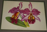 Lindenia Limited Edition Print: Cattleya Gigas Var Amplissima (Pink and Magenta) Orchid Art (B3)