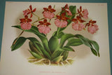 Lindenia Limited Edition Print Odontoglossum Alexandrae Lind (White and Yellow) Orchid Collectible Art (B1)