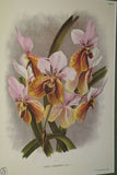Lindenia, Limited edition Print: Bifrenaria Tyrianthina Orchid (White and Magenta) Art (B3)
