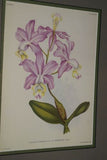 Lindenia Limited Edition Print: Cattleya Granulosa Lindl Var Souvenir De Raymond Storms Wavr (Yellow and Fushia) Orchid Collector Art (B5)