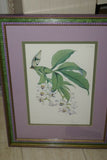 Lindenia Limited Edition Print: Laelia Anceps Lindl Var Ballantineana Hort (White with Fushia Tip) Orchid Collector Art (B4)