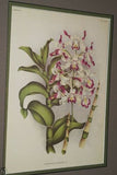 Lindenia  Limited Edition Print: Dendrobium Purpureum Candidulum (White) Orchid Collector Art (B1)