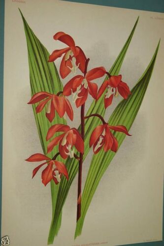 Lindenia Limited Edition Print: Houlletia Odoratissima (Orange) Orchid Collector Art (B3)