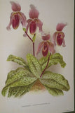 Lindenia Limited Edition Print: Paphiopedilum, Cypripedium x Lawrenceo-Regnieri Bleu, Lady Slipper (Magenta) Orchid Collector Art (B4)