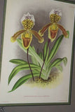 Lindenia Limited Edition Print: Paphiopedilum, Cypripedium x Denisianum, Slipper Orchid (Yellow with Speckled Maroon)  Collector Art (B3)