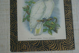 UNIQUE OLD LITHOGRAPH  ART BLUE EYED COCKATOO CACATUA OPHTHALMICA  PROFESSIONALLY X2 SILK MATTED & FRAMED IN SIGNED HAND PAINTED FRAME + GIFT OF A FREE BEAUTIFUL MATTED BARRABAND PARROT PRINT. PRICED AT FRACTION OF RETAIL