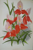 Lindenia Botanical Print Limited Edition: Mormodes Igneum Maculatum, Red, Orchid Art (B3)