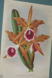 Lindenia Limited Edition Print: Cattleya Chocoensis Var Miss Nilsson (White with Fushia and Yellow Center)  Orchid Collector Art (B2)