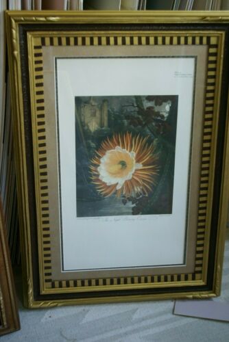 1956 botanical lithograph THORNTON NIGHT BLOOMING CEREUS limited to 1750 copies printed on Gelderland white cartridge 'The Beauties of Flora' Painted by T. Baxter stipple engraving by Hopwood background aquatinted by Lewis  FRAMED WITH 2 MATS 27