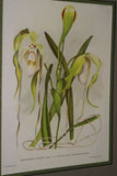 Lindenia Limited Edition Print: Paphiopedilum, Cypripedium x Albertianum Var Rotundiflorum, Lady Slipper (Magenta, Yellow and White) Orchid Collector Art (B5)