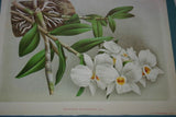 Lindenia Limited Edition Print: Dendrobium Maccarthia Thwaites (Fushia and White) Orchid Collector Art (B3)