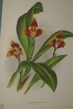 Lindenia Limited Edition Print: Zygopetalum Jorisianum (Sienna, White and Yellow) Orchid Collector Art (B2)