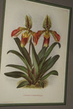 Lindenia Limited Edition Print: Paphiopedilum, Cypripedium x Lathamianum Var Imperial, Lady Slipper (White, Yellow, and Sienna) Orchid Collector Art (B5)