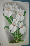 Lindenia Limited Edition Print: Miltonia Vexillaria Benth Var Kirsteiniae L. Lind (White, Magenta and Yellow) Orchid Collector  Art