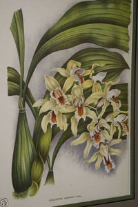 Lindenia Limited edition: Coelogyne Asperata Orchid (Tricolor: White, Yellow and Burgundy) Print, Collectible Art Design (B4)