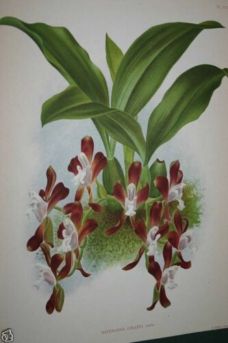 Lindenia Limited Edition Print: Batemannia Colleyi Lindl (Cinnamon and White) Orchid Collector Art (B3)