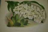 Lindenia Limited Edition Print Odontoglossum Alexandrae Lind (White and Yellow) Orchid Collectible Art (B1)