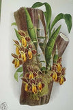 Lindenia Limited Edition Print: Catasetum Luciani Orchid (Cream and Purple) Club Collectible Art (B3)