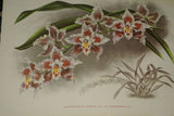 Lindenia Limited Edition Print: Odontoglossum Radiatum (Sienna) Orchid Collector Art (B2)