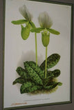 2 Lindenia Limited Edition Prints: Paphiopedilum, Cypripedium x Gertrude Hollington Hort Var Illustre Hort and Borch Graveanum L. Lind, Lady Slipper Orchid Art (B5)