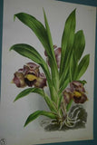 Lindenia Limited Edition Print: Bollea Pulvinaris Orchid (Purple and Yellow) Collectible Art (B1)