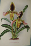 Lindenia Limited Edition Print: Paphiopedilum, Cypripedium x Theodore Bullier, Lady Slipper (Sienna and Yellow) Orchid Collector Art (B5)
