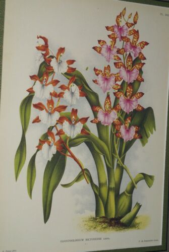 Lindenia Limited Edition Print: Odontoglossum Bictonense Lindl (Pink, Orange, White and Yellow) Orchid Collector Art (B4).