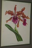 Lindenia Limited Edition Print: Cattleya x Elisabethae (Fushia) Orchid Collector Art (B5)