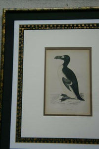 ORIGINAL ANTIQUE H.C. HAND COLORED WOOD ENGRAVING FROM 1860 MORRIS CHOICE BETWEEN GREAT AUK AND BLACK  GUILLEMOT PENGUIN MATTED PROFESSIONALLY WITH 6 HIGH QUALITY ACID FREE MATS & IN HANDPAINTED SIGNED FRAME OVER 160 YEARS OLD