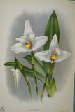 Lindenia Limited Edition Print: Trichopilia Brevis Collectible (White and Yellow) Orchid Art (B3)