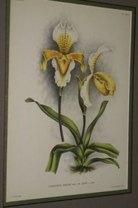 Lindenia Limited Edition Print: Paphiopedilum, Cypripedium Insigne Var Janus, Lady Slipper (Yellow and White) Orchid Collector Art (B4)